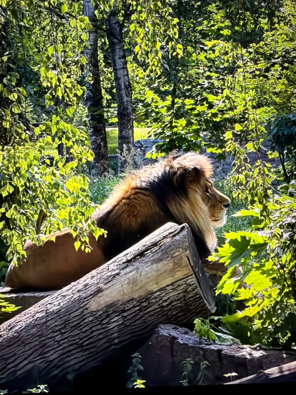 Lions, pelicans, and lily ponds at a Kyiv zoo
