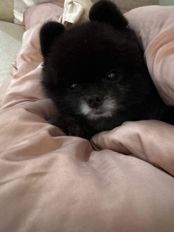 Black puppy rests in pink blankets in Kathu