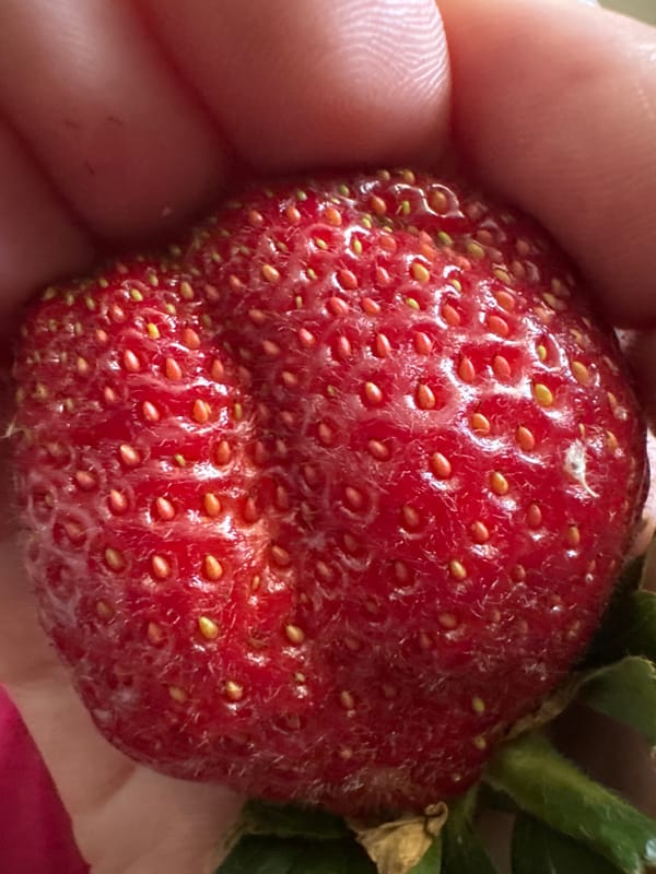 A quiet Sochi morning: fresh strawberries, skincare, and street scenes