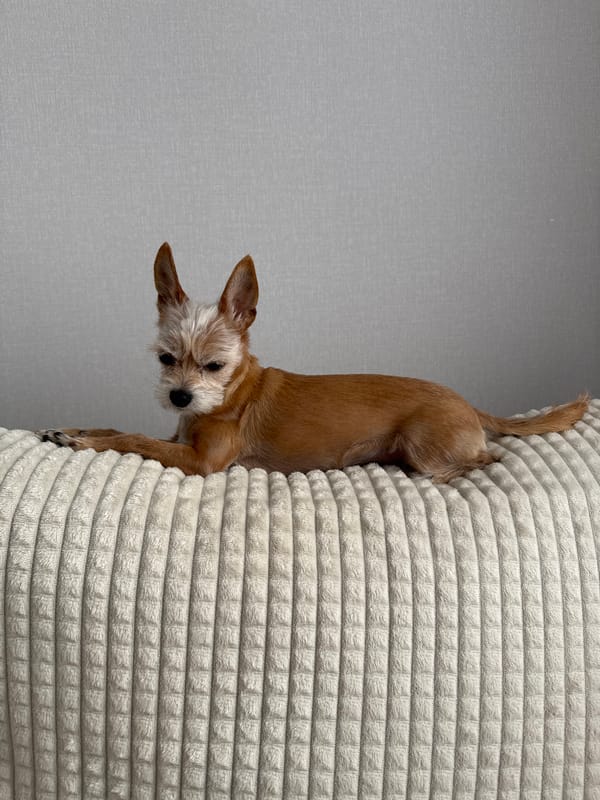 Small tan dog relaxing and window-watching on a grey sofa