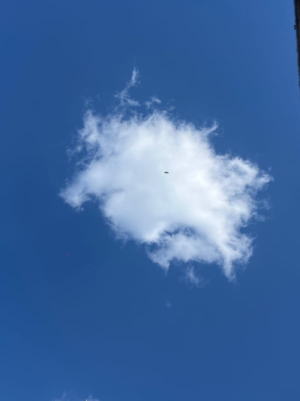 Bird spotted flying through cloud with unidentified objects nearby