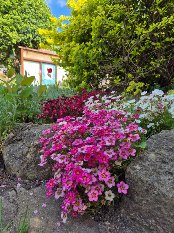 Morning life documented across West Suffolk town center