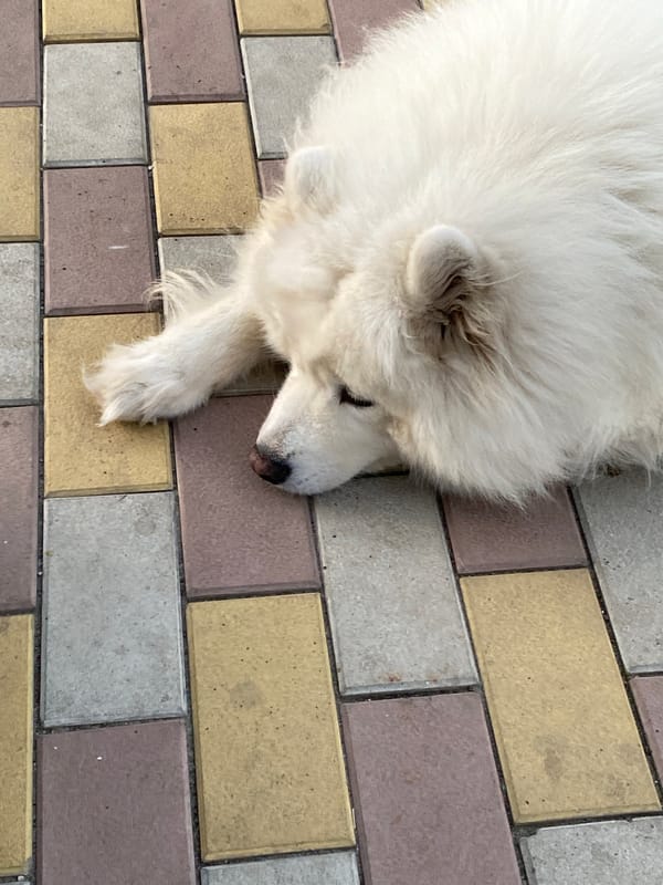 Samoyed dogs hang out on a brick patio, miscellaneous items nearby