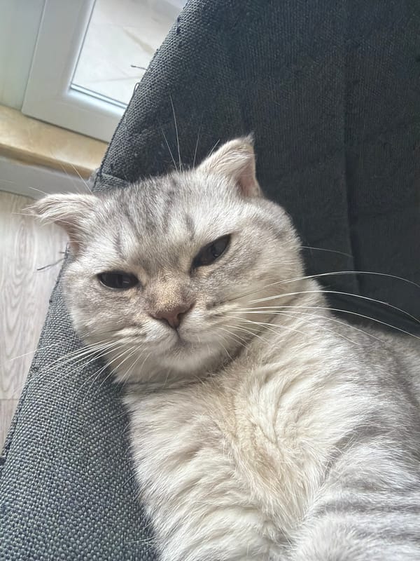 Scottish Fold cat spotted resting on gray chair