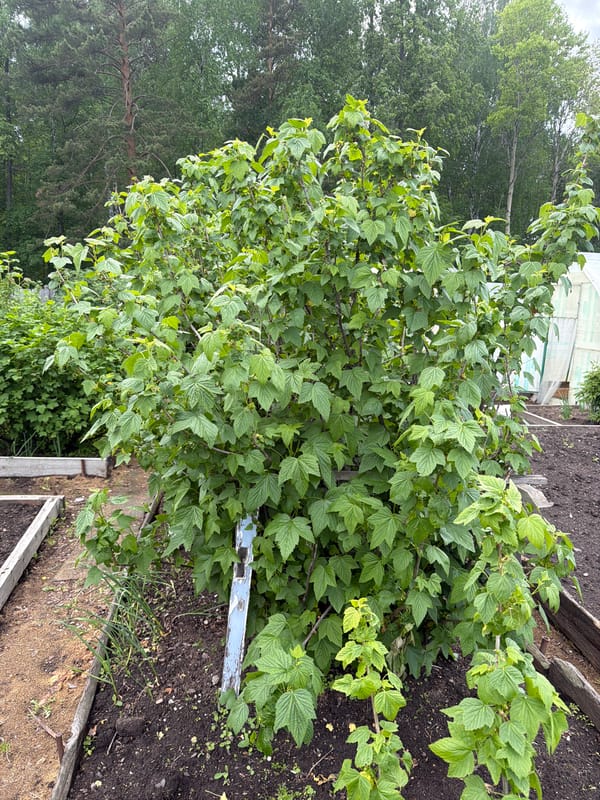 Garden scenes captured showing raised beds, flowers, trees