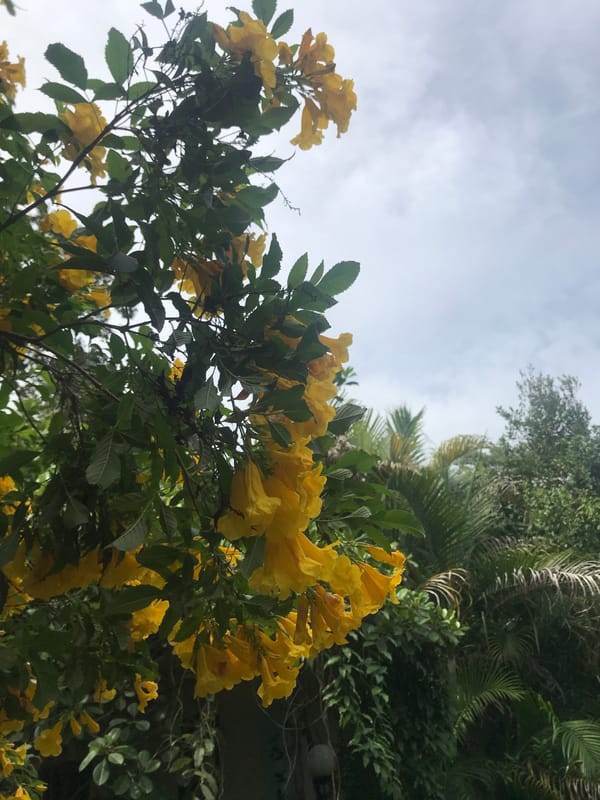 Morning botanical observations documented in rural Thailand village