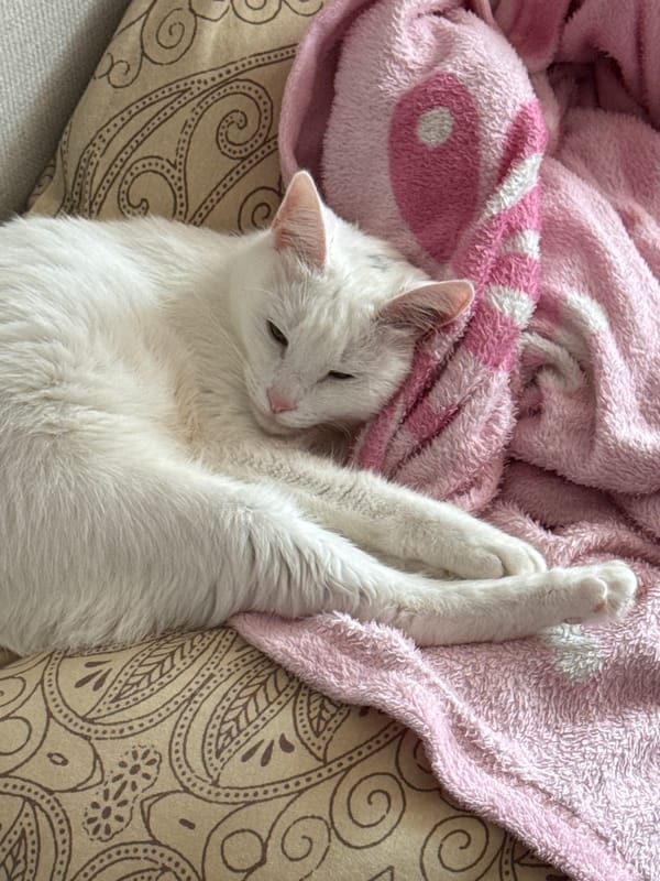 Morning life captured in Chaikovsky: selfies, sleeping cat, industrial work