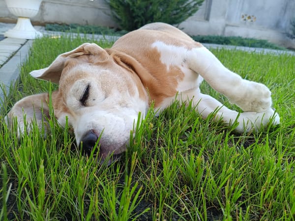 Beagle taking a lazy nap on grass in Tiraspol