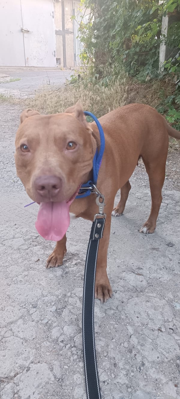 Pit bull on a gravel path in golden afternoon light, Zaporizhzhia