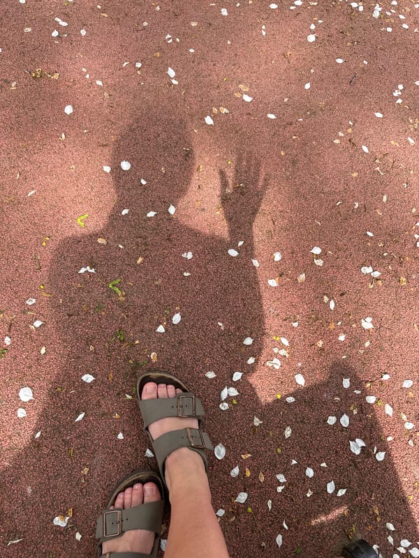 Scattered petals and morning coffee moments documented