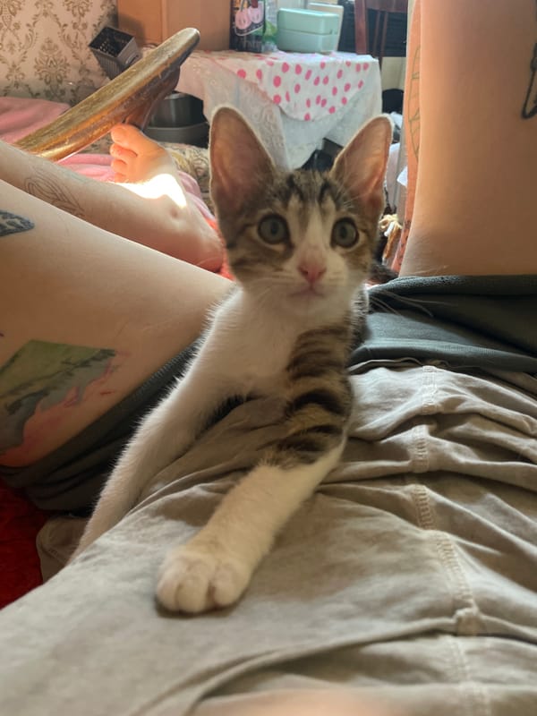 Lazy afternoon at home with a kitten and a cat in Tbilisi