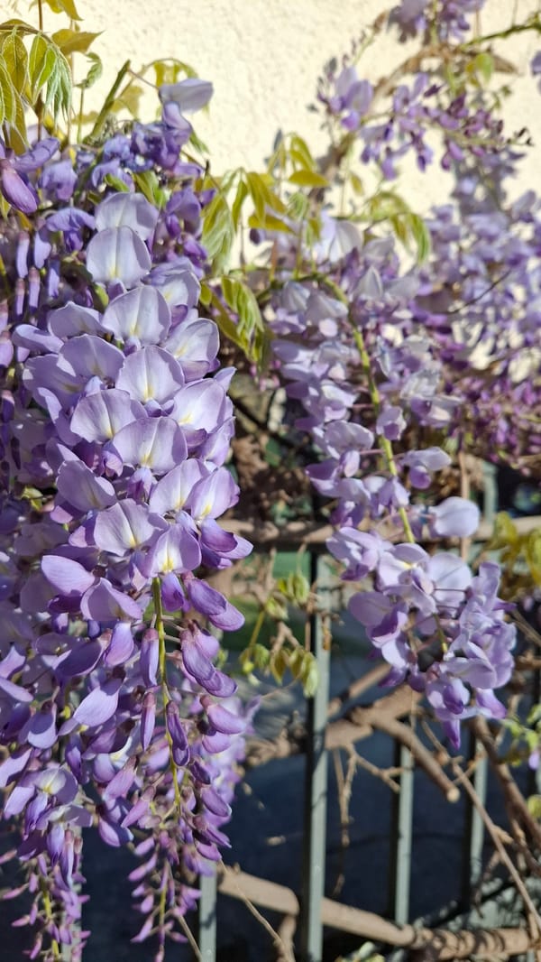 Amateur photographer captures toy car scenes with cats in Budva