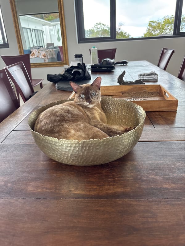 Cat rests in metal bowl on table in Thailand
