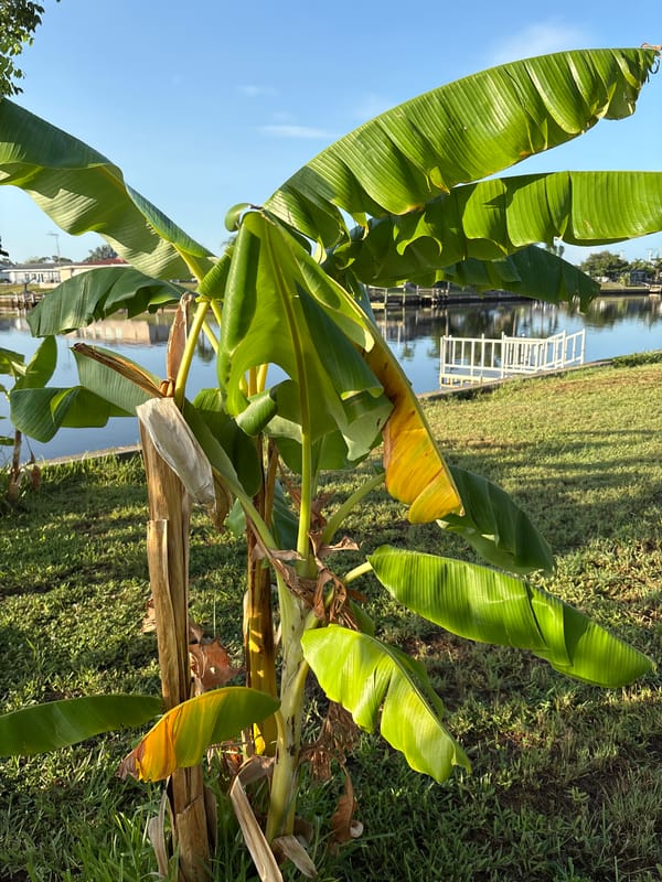 Lazy afternoon at a tropical canal-side property