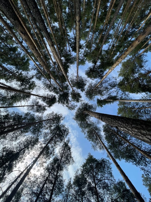 Young woman enjoys morning forest walk in Izhevsk