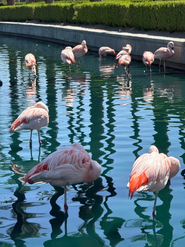 Flamingo flock observed wading in Palm Desert waters