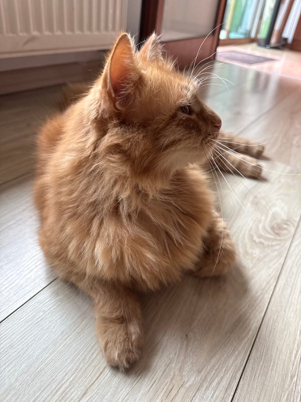 Ginger cat moves through kitchen spaces in Berkovitsa, Bulgaria