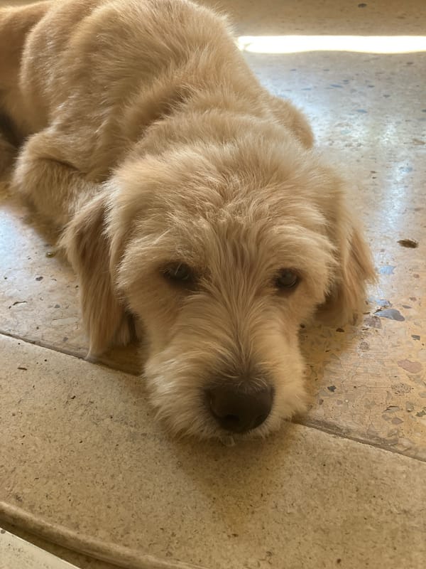 Fluffy dog taking it easy on a terrazzo floor