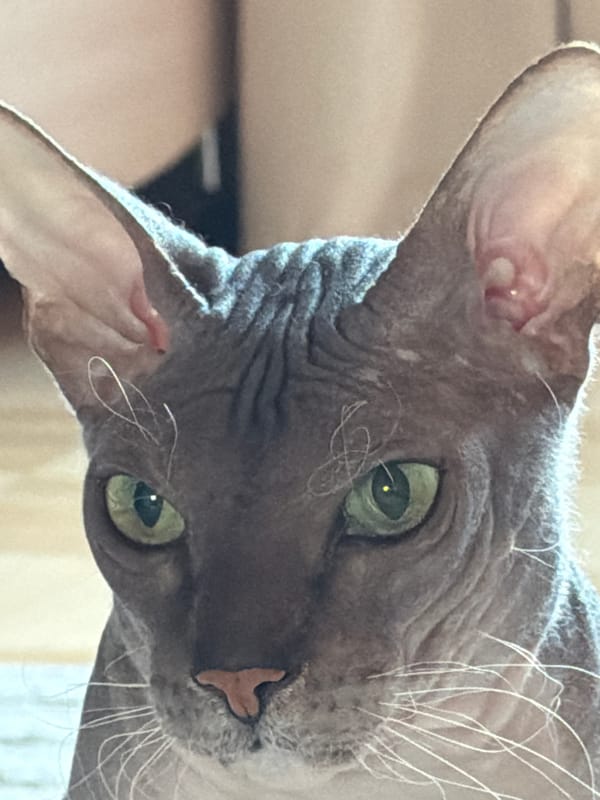 Sphynx cat portraits and Izhevsk street scenes on a summer evening