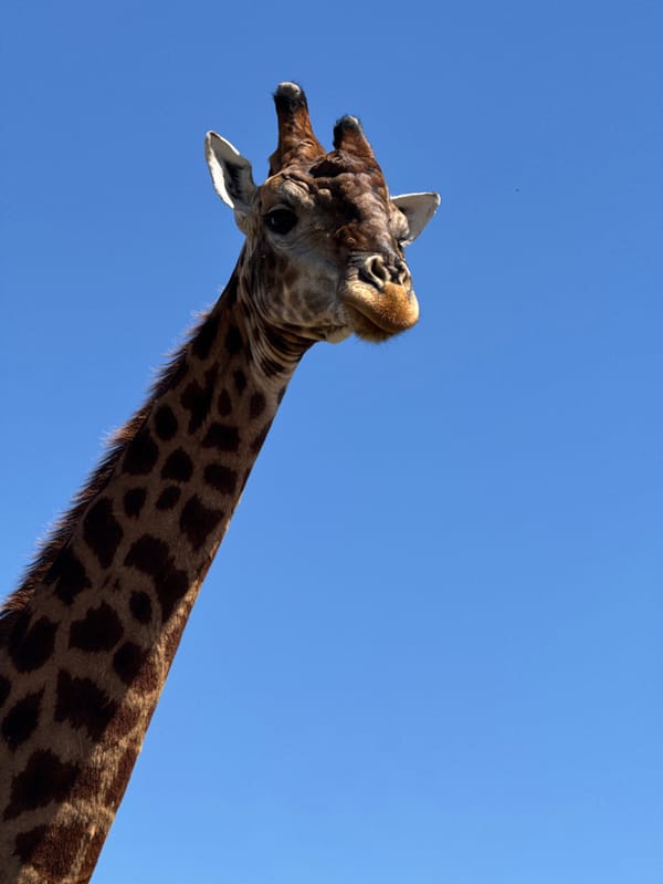 Giraffe spotted in Stellenbosch Nu, South Africa