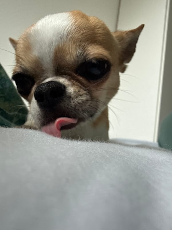 Chihuahua spotted relaxing indoors in Lauchhammer, Germany