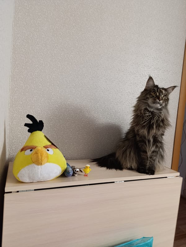 Cat plays with yellow toys on cabinet surface