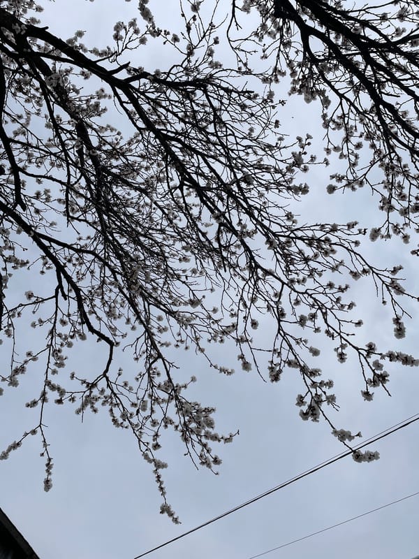 Spring blossoms and pet moments captured in Armenia