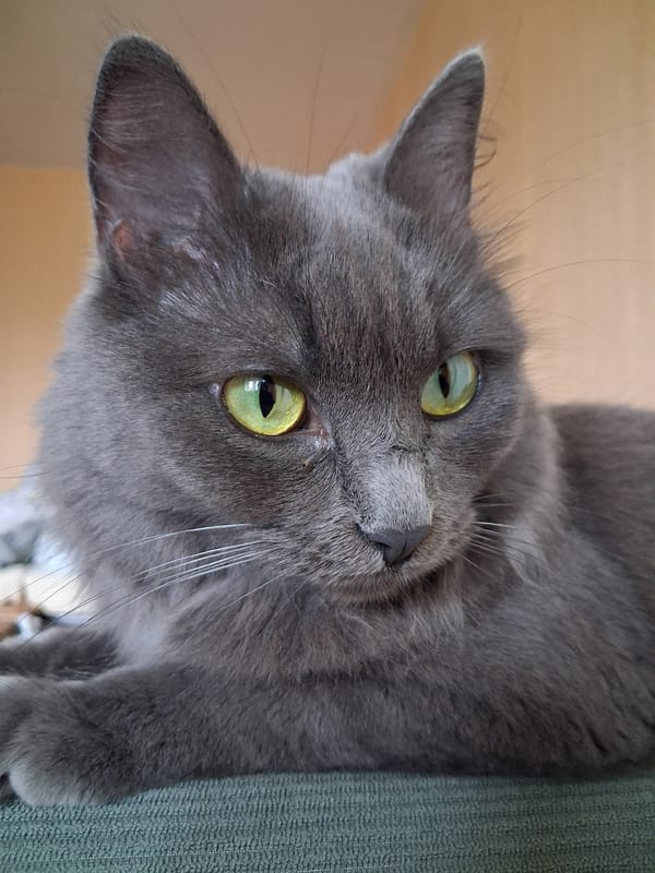 Gray cat on a green sofa, plus a painting on the wall