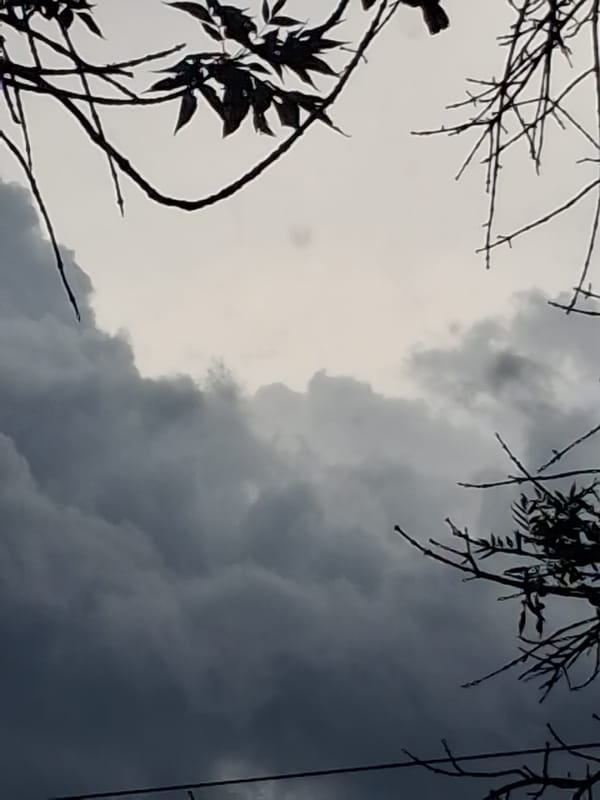 Storm clouds, a cat, and artificial peonies on a moody morning