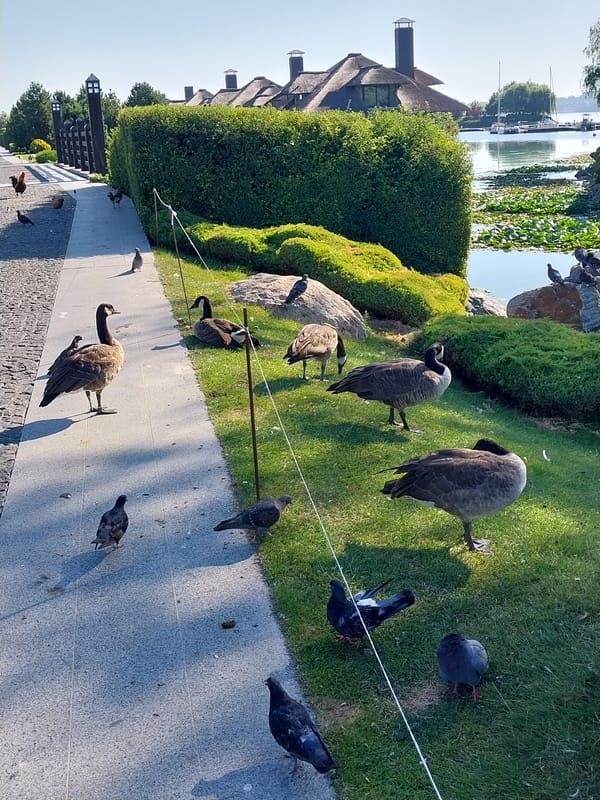 Birds of all kinds hanging out across Dnipro parks and yards