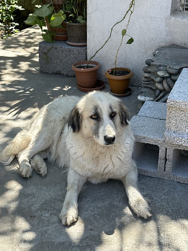 Person and white dog share quiet moment in Agarak