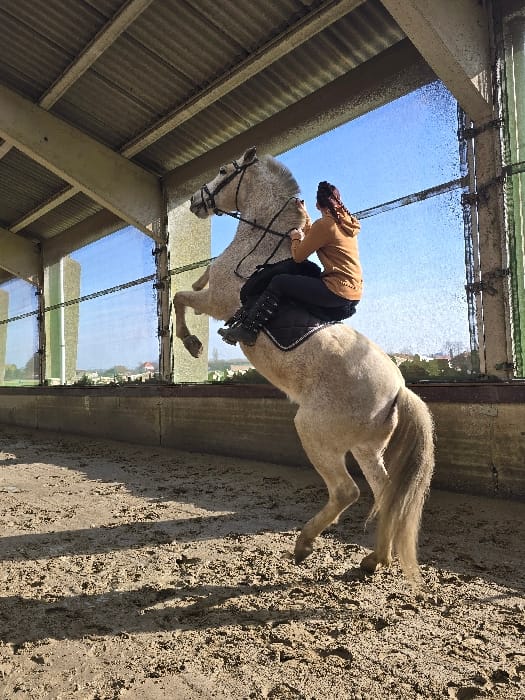 Horse training and care activities documented at Belgian equestrian facility