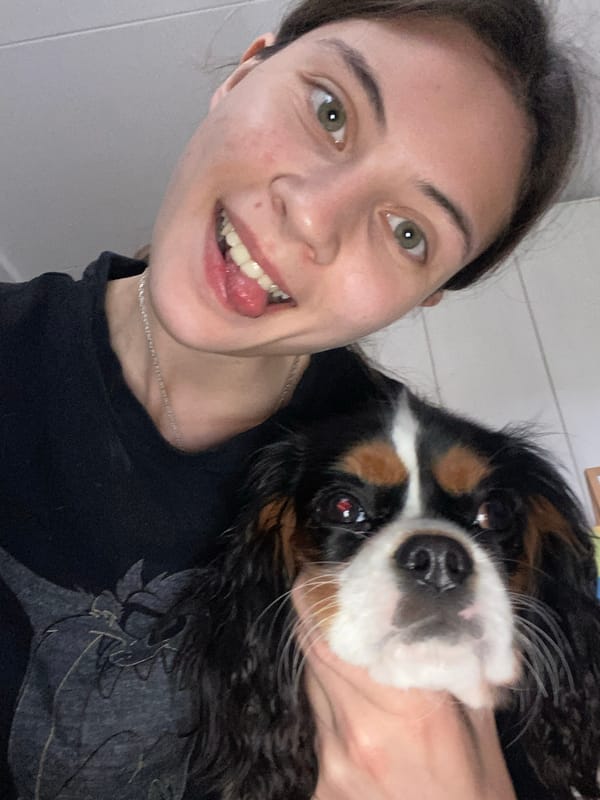 Bringing a Cavalier King Charles Spaniel puppy home by car