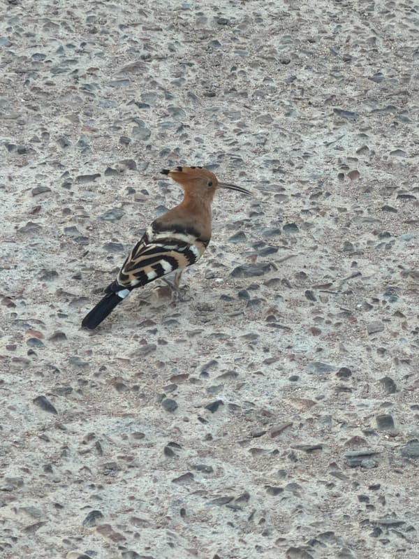 Lazy afternoon at a Sharm El Sheikh resort, birds and all