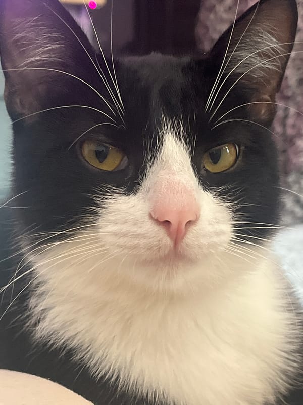 Tuxedo cat photographed in close-up portrait in Sinyavino