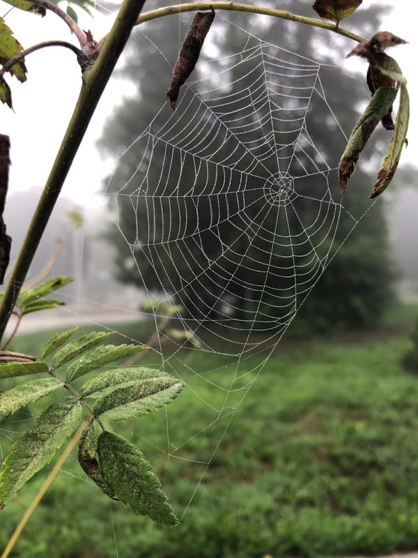 Dew-covered spiderweb glistens in a Kemerovo morning