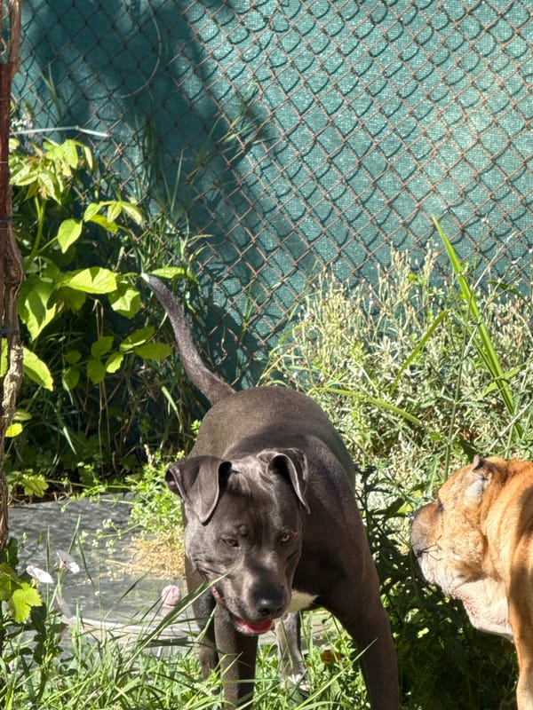Dogs playing and resting in a Zornitsa yard