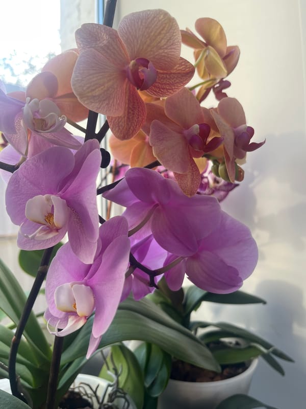 Orchids and home interiors documented in pre-dawn session