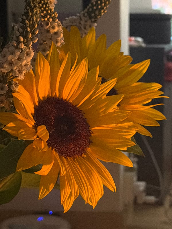 Sunflowers photographed in close-up shots in Cape Town
