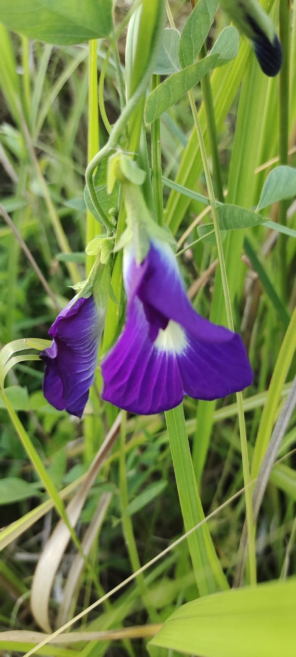 Dawn-to-dusk nature photography session captures Lhokseumawe countryside flora