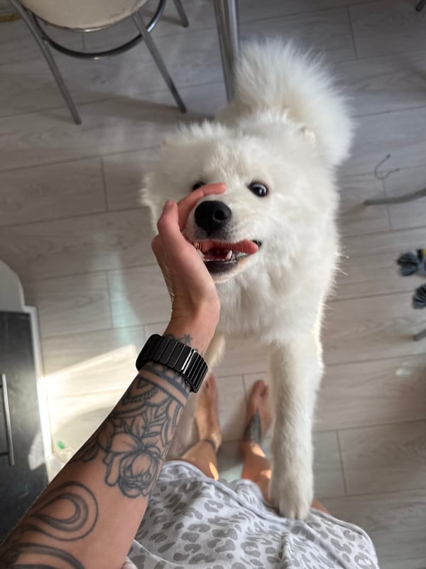 Person photographed with Samoyed dog in Chaikovsky, Russia