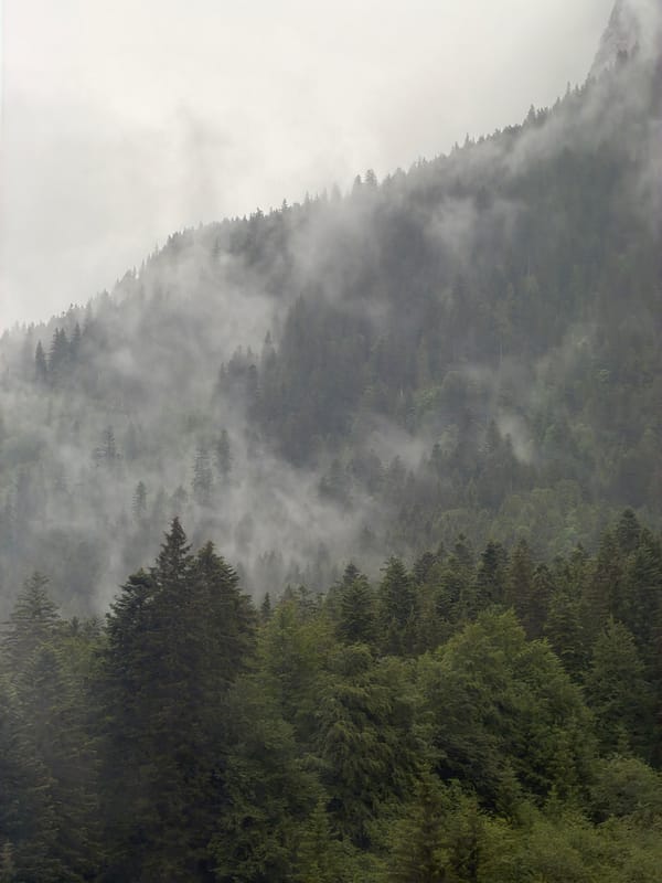 Misty forest conditions documented on Grainau mountainside