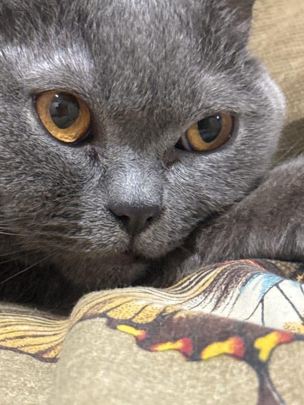 British Shorthair cat lounging at home in Vlora, Albania