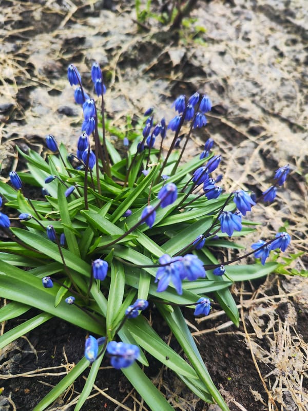 Spring wildflowers bloom in Chaikovsky, Russia
