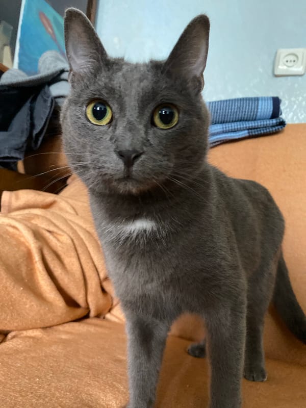 One-eyed gray cat naps, yawns, and plays on a yellow cushion