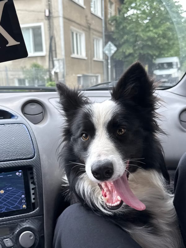 Border Collie spotted panting inside car in Berkovitsa