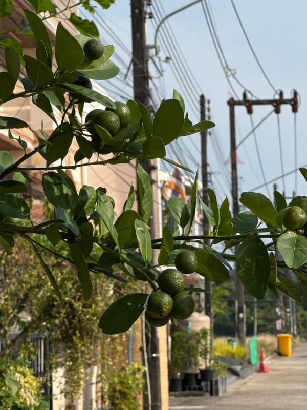 Unripe citrus tree observed in Kathu, Thailand