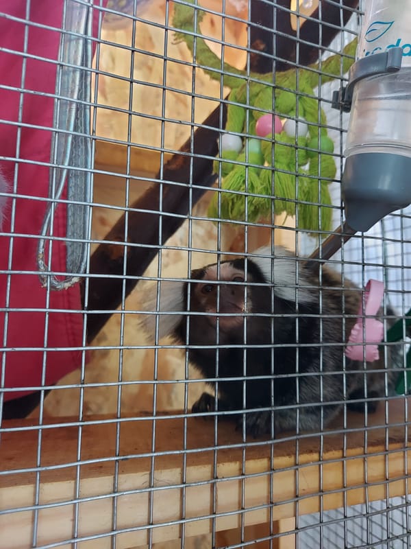 Morning domestic scenes: caged marmosets, resting cats, dogs, motorcycle
