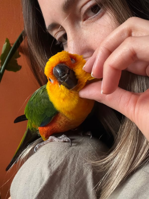 Person poses with Sun Conure parrot in Khimki