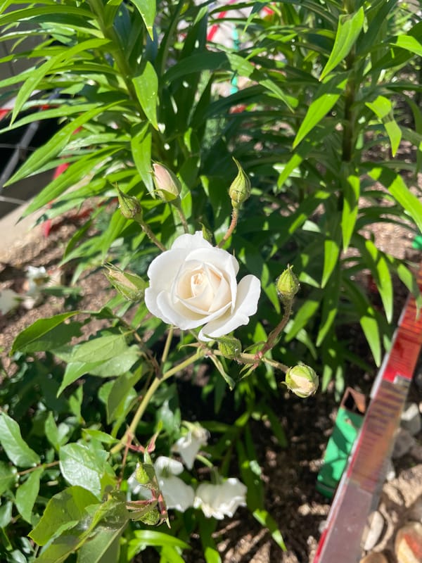 Slow afternoon in a garden, flowers and small things
